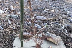 Tuki Site Totara plant.PNG